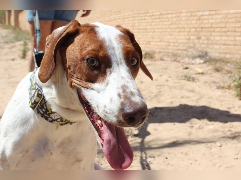 PANCHO-mit dem sanften Blick,zurückhaltend,freundlich,ruhig, ausgeglichen sucht seine liebe Famillie