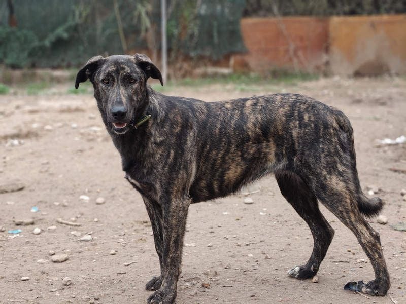 GUINEA-unglaubliche Geschichte! Herzensgut,g esellig sucht sie liebevolle Für-immer-Familie