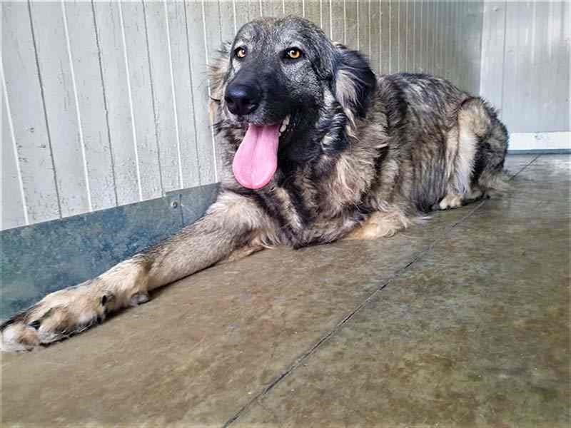 YARA- wartet in 21734 Oederquart -unser kleines dreibeiniges Wunder