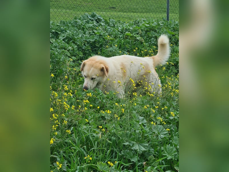 BERINESSE – grundgute Seele, fröhlich, sogar brav beim Ohren+Zähne kontrollieren, Krallen schneiden