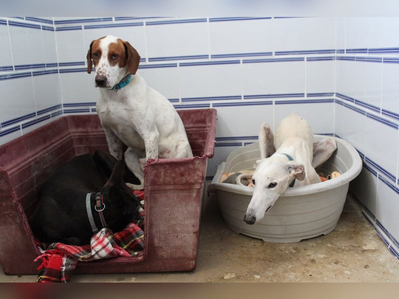 PANCHO-mit dem sanften Blick,zurückhaltend,freundlich,ruhig, ausgeglichen sucht seine liebe Famillie