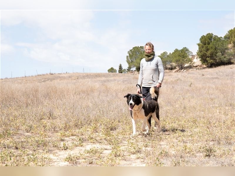 ARQUI-sanfter Riese liebt kuscheln und toben, treu,, loyal, aktiv und anhänglich, großer Schmusebär