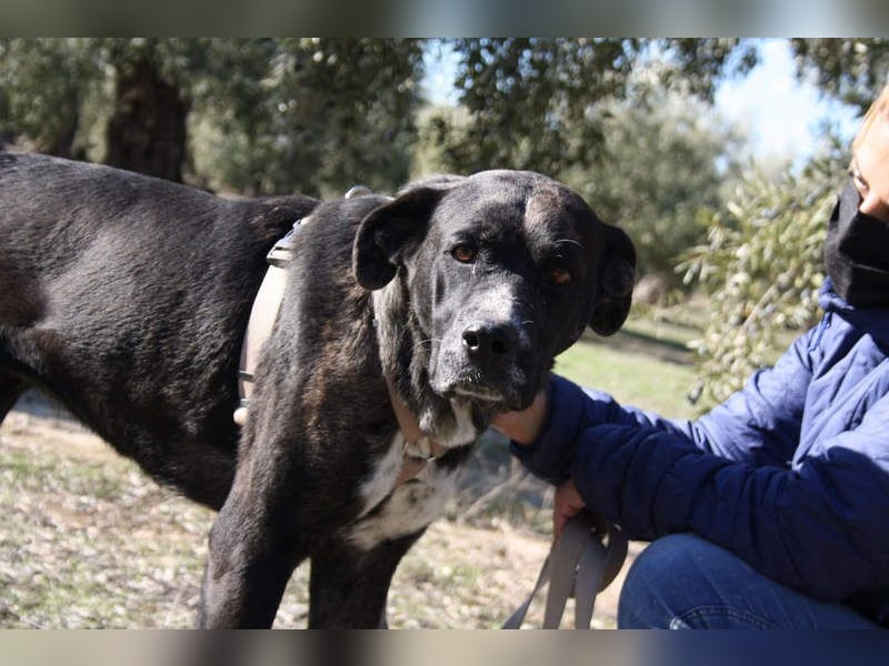 TRUFA-imposant, wunderschön, schüchtern, zurückhaltend auf der Suche nach ihrem Für-immer-Zuhause