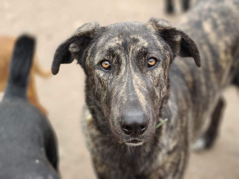 GUINEA-unglaubliche Geschichte! Herzensgut,g esellig sucht sie liebevolle Für-immer-Familie