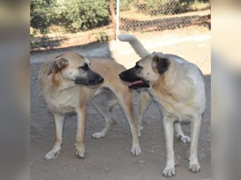 AMOUR – entzückendes Hundemädchen