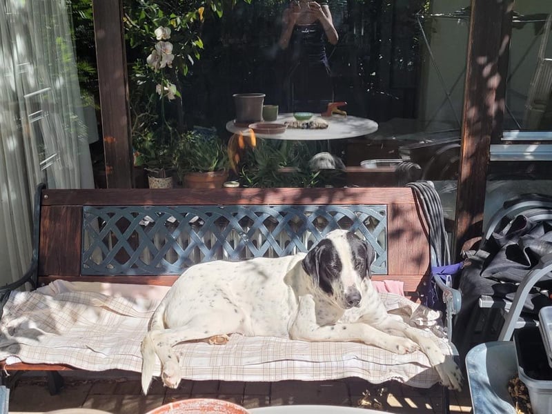 MUSA-angenehme, freundliche, liebevolle Schönheit, koopertiv, freundlich, gehorsam