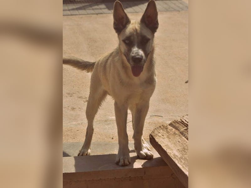 GABRIEL-sozialer, aktiver, lebensfroher Bub der Nähe und seine Für-immer-Familie sucht