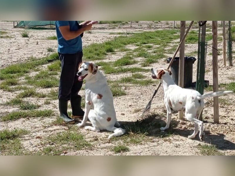 Fröhlicher DRES-hatte möglicherweise schon ein Zuhause, geht schon gut an der Leine