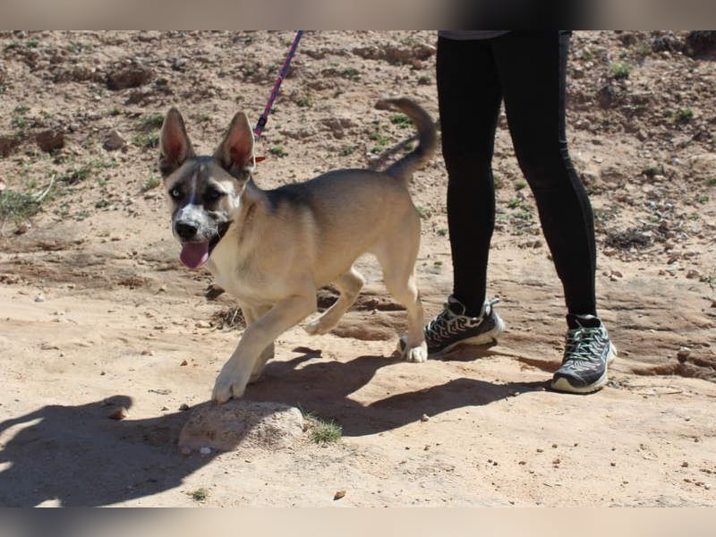 GABRIEL-sozialer, aktiver, lebensfroher Bub der Nähe und seine Für-immer-Familie sucht