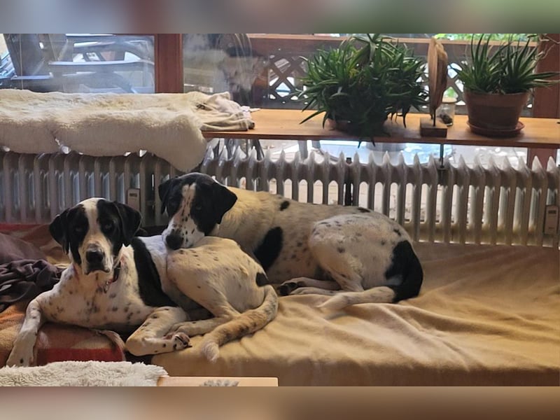 MARA- freundliche,liebevolle Schönheit, kooperativ, gehorsam, sucht liebevolle Familie