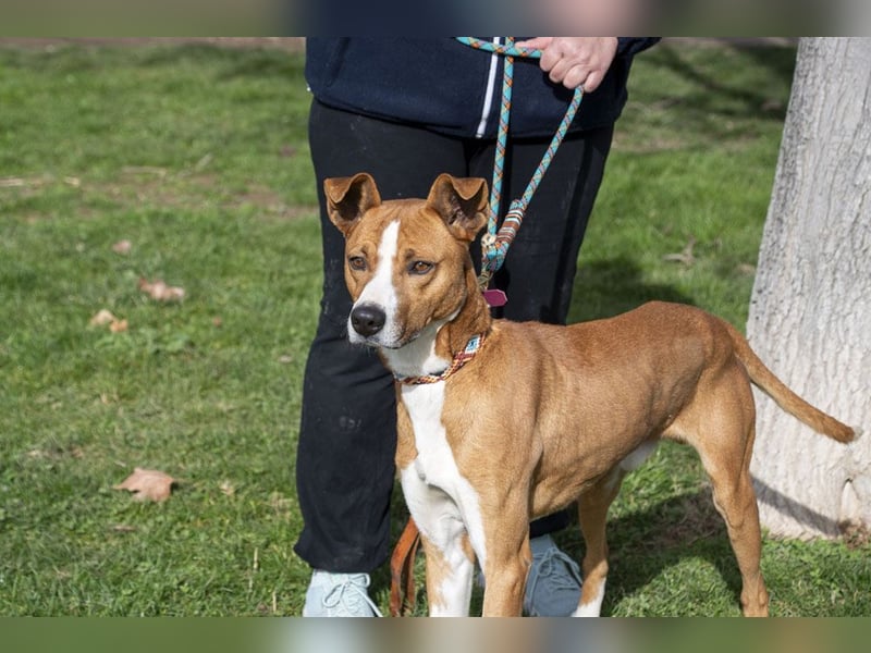 DOLO-freundlich, liebenswert, läuft vorbildlich am Geschirr,wartet auf liebevolles Für-immer-Zuhause