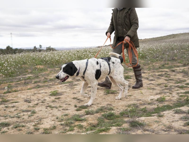 MARA- freundliche,liebevolle Schönheit, kooperativ, gehorsam, sucht liebevolle Familie