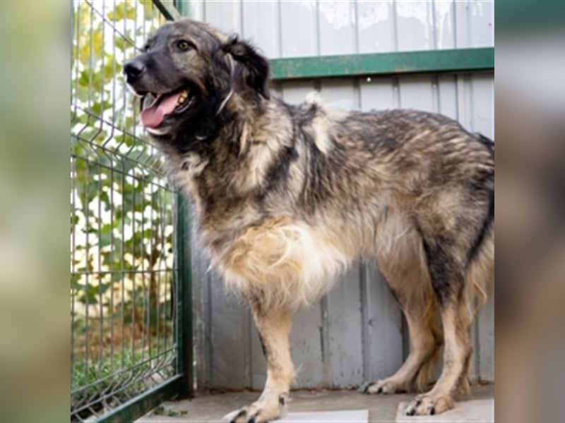 YARA- wartet in 21734 Oederquart -unser kleines dreibeiniges Wunder