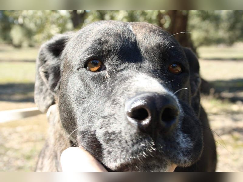 TRUFA-imposant, wunderschön, schüchtern, zurückhaltend auf der Suche nach ihrem Für-immer-Zuhause