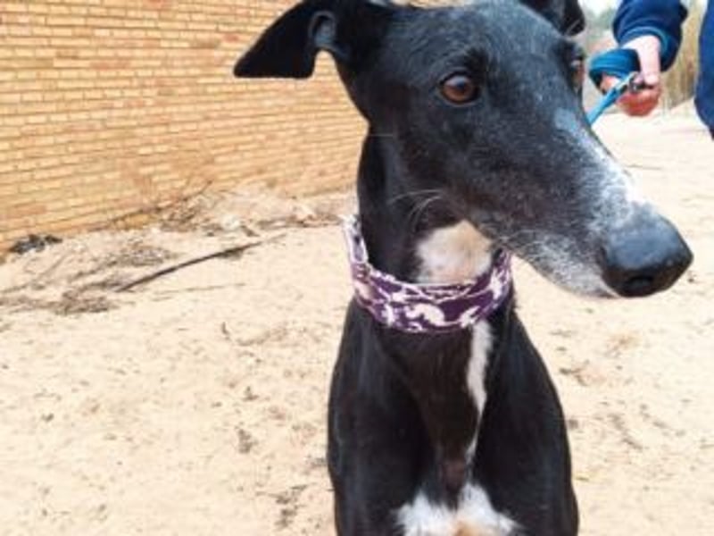 CASTLE-bezaubernde Galgo-Hündin, aktiv und fröhlichen