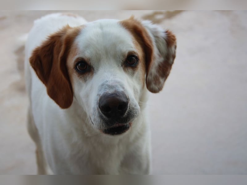 Fröhlicher DRES-hatte möglicherweise schon ein Zuhause, geht schon gut an der Leine