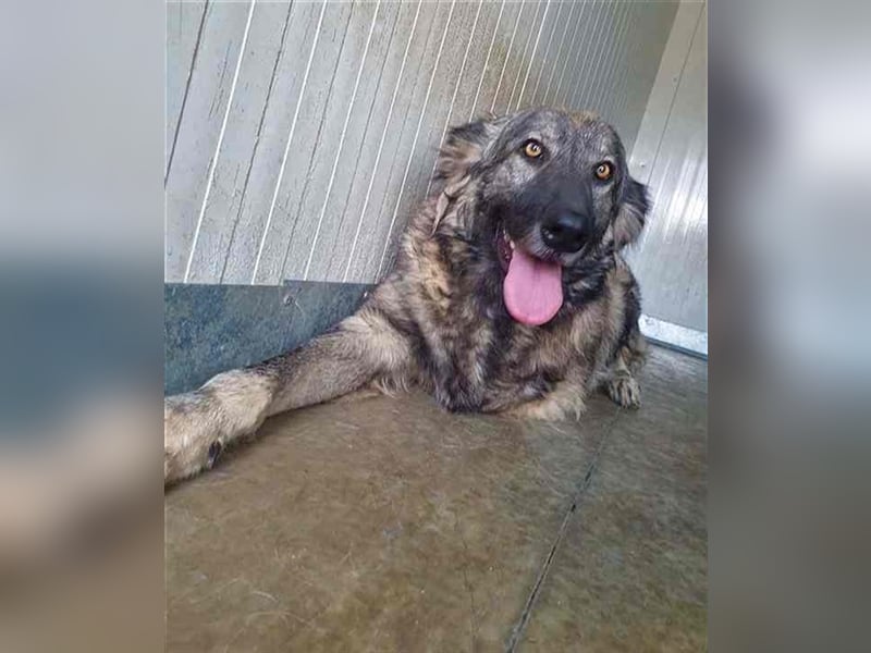 YARA- wartet in 21734 Oederquart -unser kleines dreibeiniges Wunder