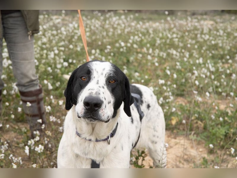 MARA- freundliche,liebevolle Schönheit, kooperativ, gehorsam, sucht liebevolle Familie