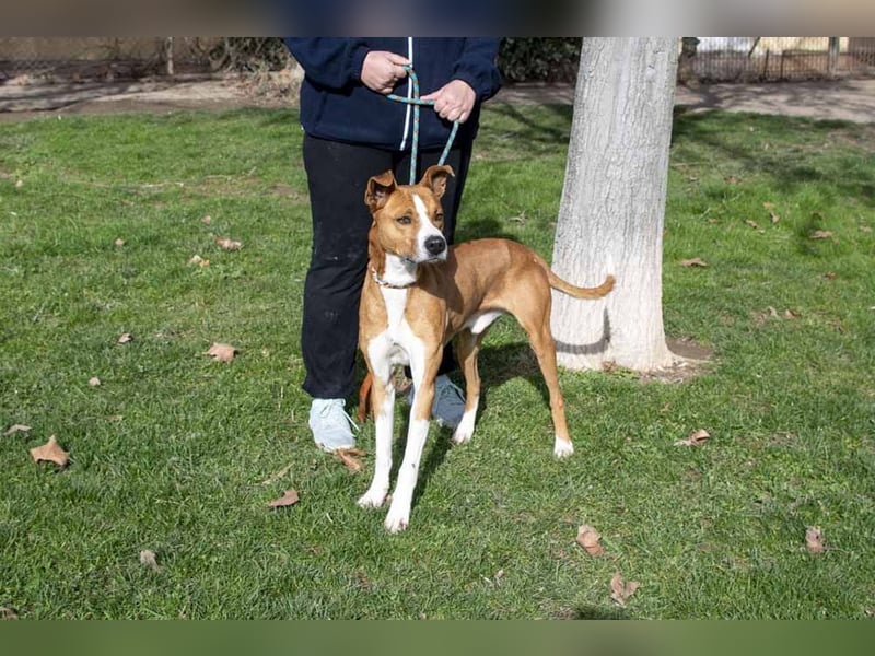 DOLO-freundlich, liebenswert, läuft vorbildlich am Geschirr,wartet auf liebevolles Für-immer-Zuhause