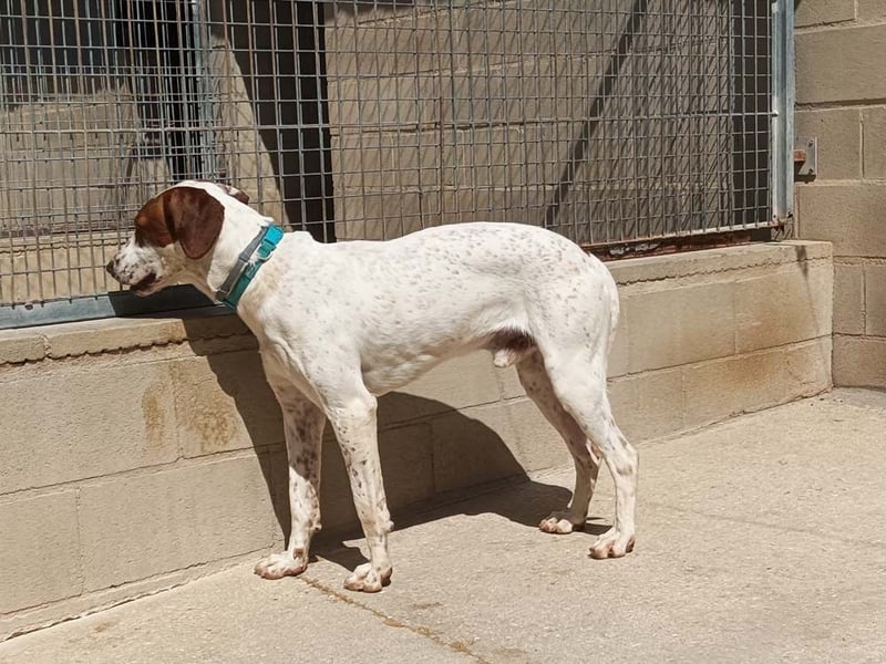 PANCHO-mit dem sanften Blick,zurückhaltend,freundlich,ruhig, ausgeglichen sucht seine liebe Famillie