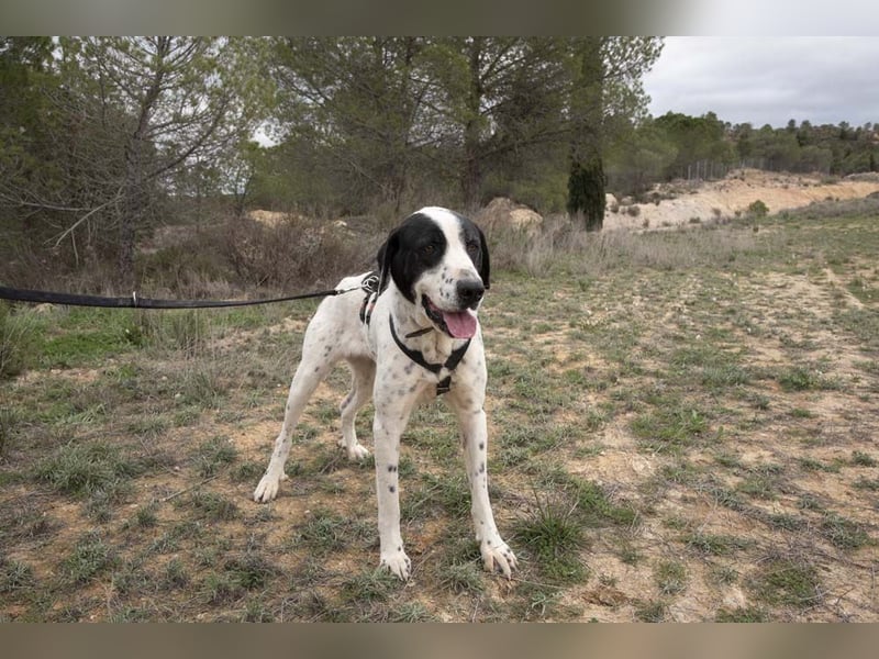 MUSA-angenehme, freundliche, liebevolle Schönheit, koopertiv, freundlich, gehorsam