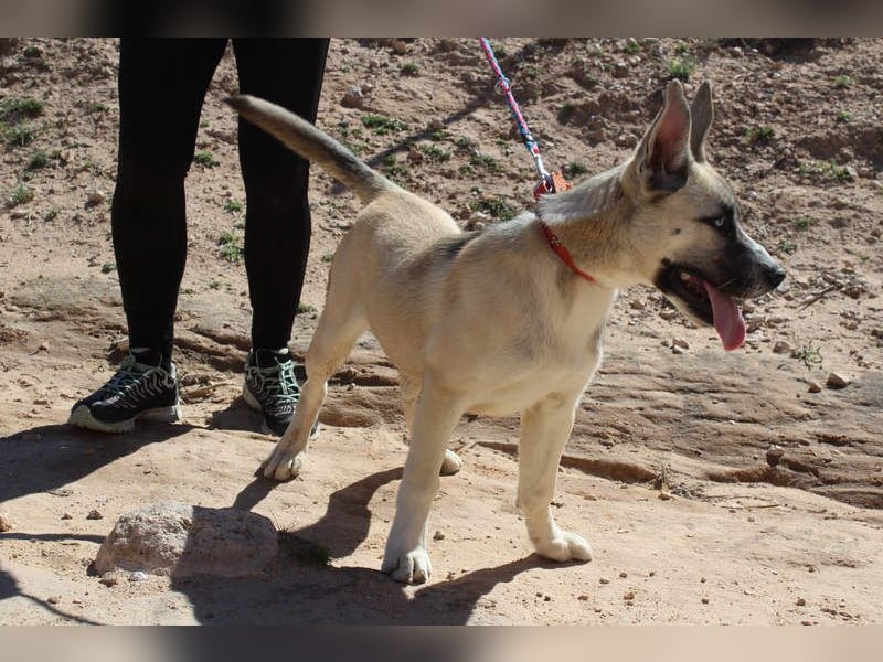 GABRIEL-sozialer, aktiver, lebensfroher Bub der Nähe und seine Für-immer-Familie sucht