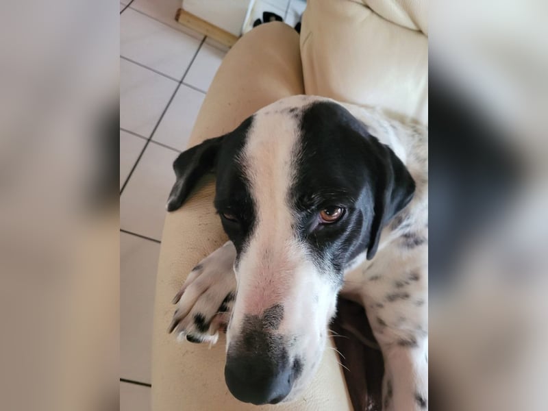 MUSA-angenehme, freundliche, liebevolle Schönheit, koopertiv, freundlich, gehorsam