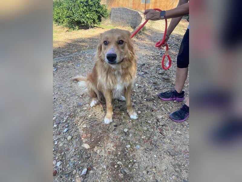 TOBY- möchte zeigen, dass er ein Hund mit einem unglaublich guten Herzen ist.