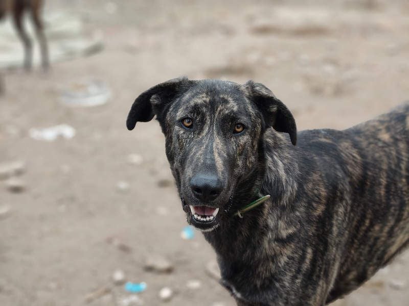 GUINEA-unglaubliche Geschichte! Herzensgut,g esellig sucht sie liebevolle Für-immer-Familie