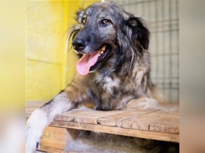 YARA- wartet in 21734 Oederquart -unser kleines dreibeiniges Wunder