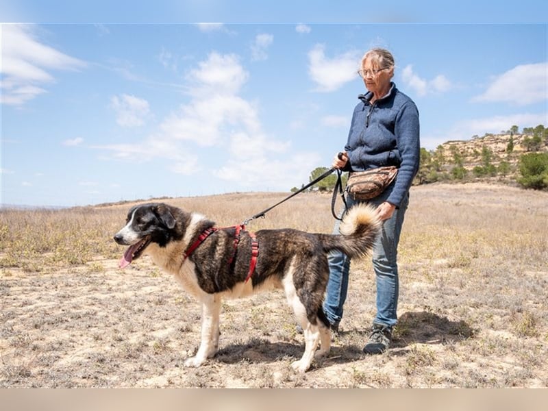 ARQUI-sanfter Riese liebt kuscheln und toben, treu,, loyal, aktiv und anhänglich, großer Schmusebär
