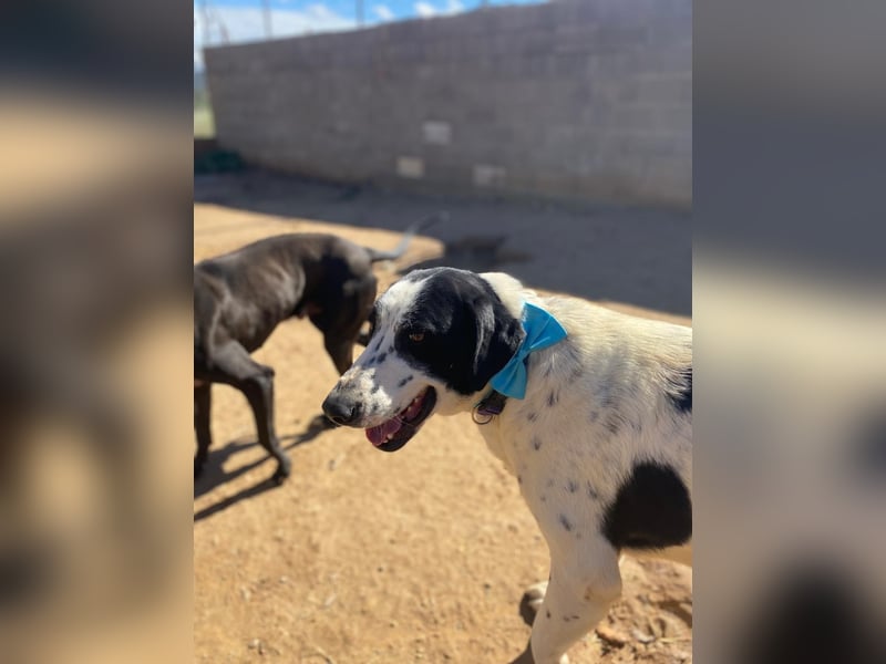 MARA- freundliche,liebevolle Schönheit, kooperativ, gehorsam, sucht liebevolle Familie