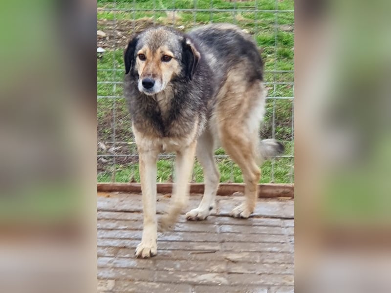 Ronja: Hundeomi möchte 1x Liebe spüren