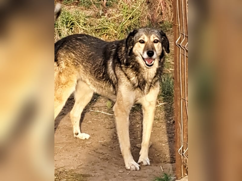 Ronja: Hundeomi möchte 1x Liebe spüren