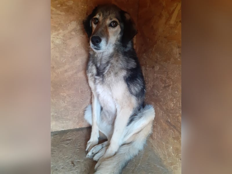 Ronja: Hundeomi möchte 1x Liebe spüren