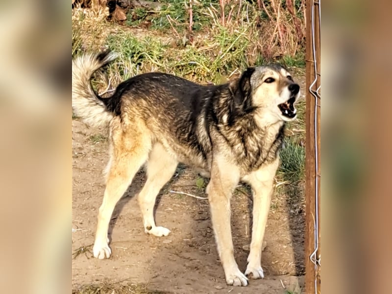 Ronja: Hundeomi möchte 1x Liebe spüren