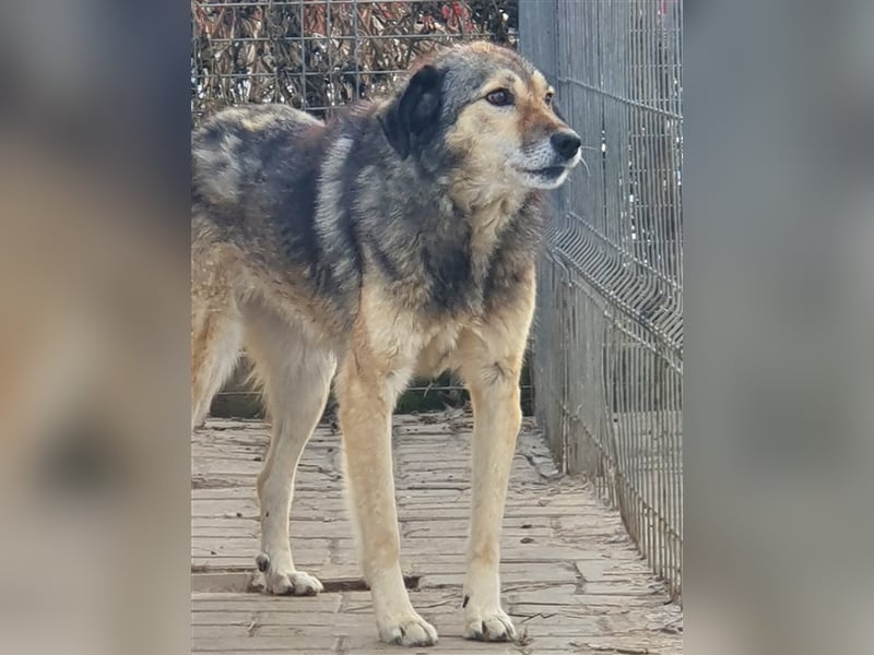 Ronja: Hundeomi möchte 1x Liebe spüren