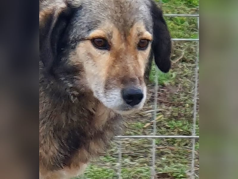Ronja: Hundeomi möchte 1x Liebe spüren