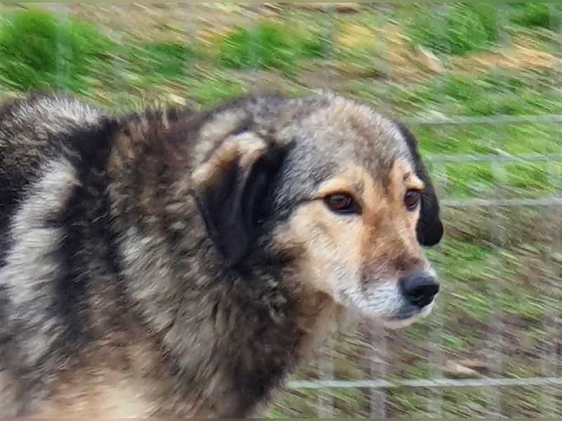 Ronja: Hundeomi möchte 1x Liebe spüren