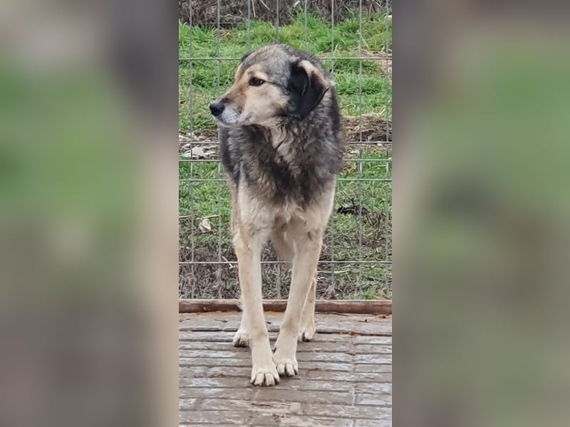Ronja: Hundeomi möchte 1x Liebe spüren