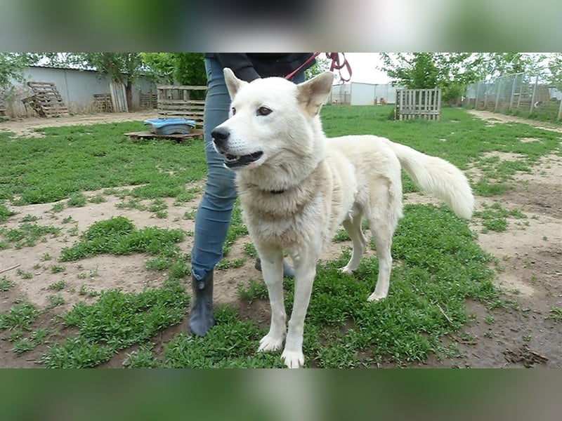 Wolf, Charakterschatz sucht aktive Familie