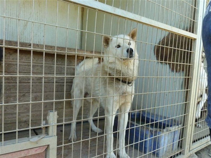 Wolf, Charakterschatz sucht aktive Familie