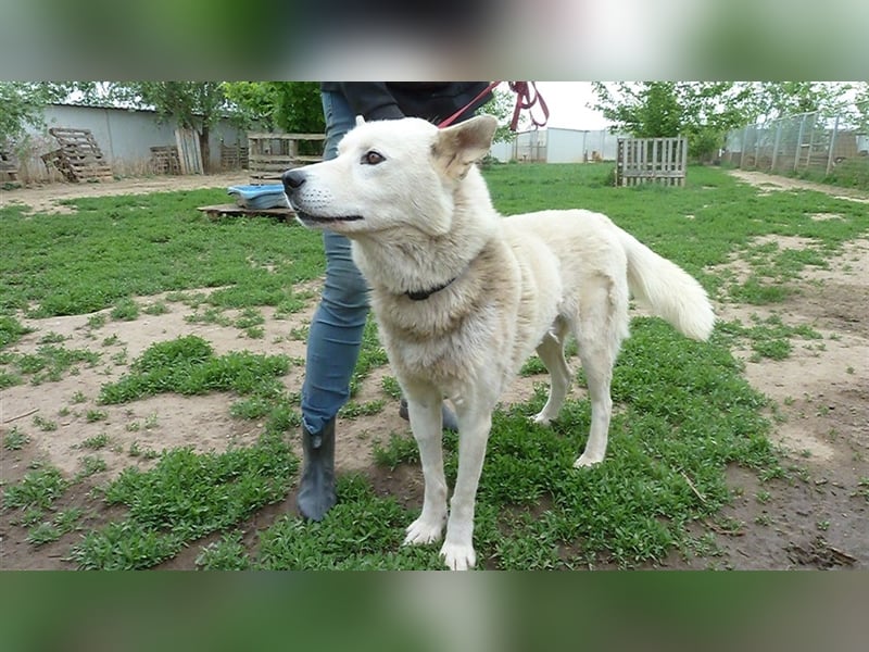 Wolf, Charakterschatz sucht aktive Familie