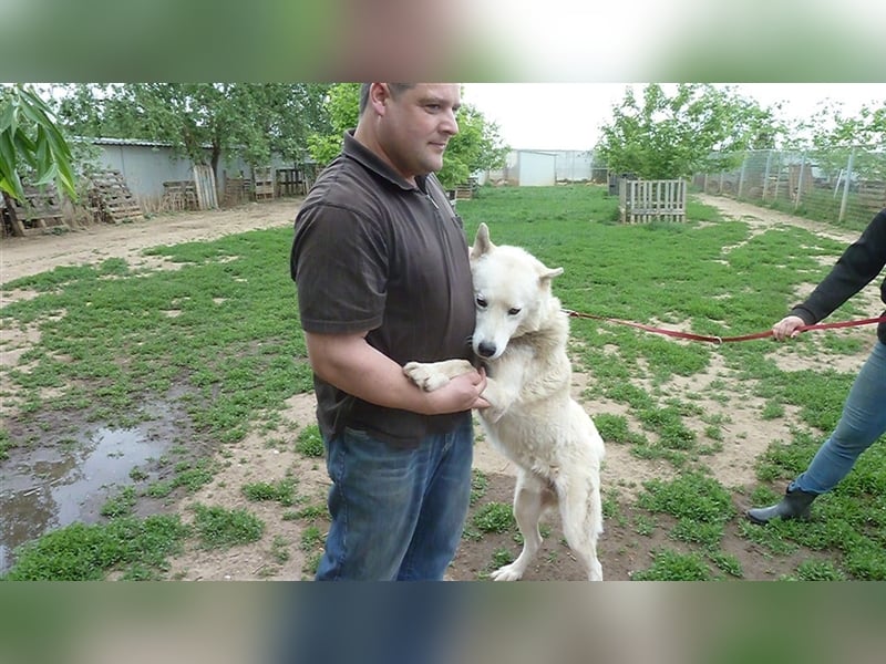 Wolf, Charakterschatz sucht aktive Familie