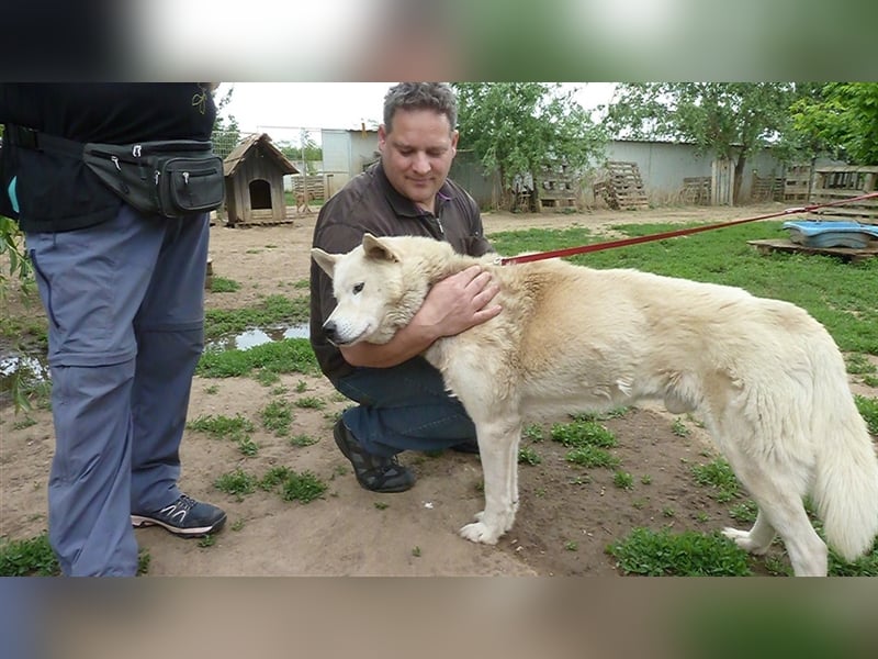 Wolf, Charakterschatz sucht aktive Familie