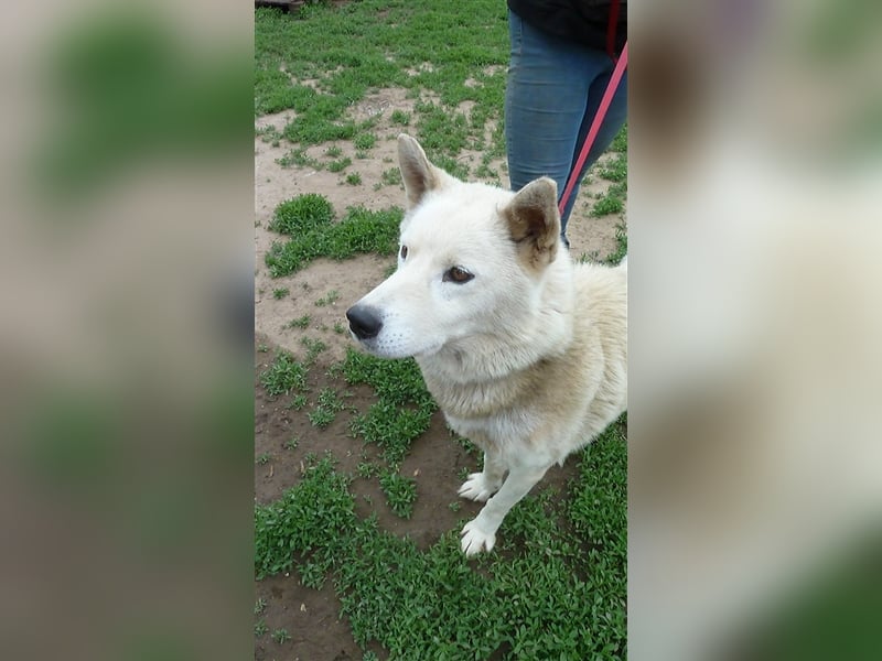 Wolf, Charakterschatz sucht aktive Familie