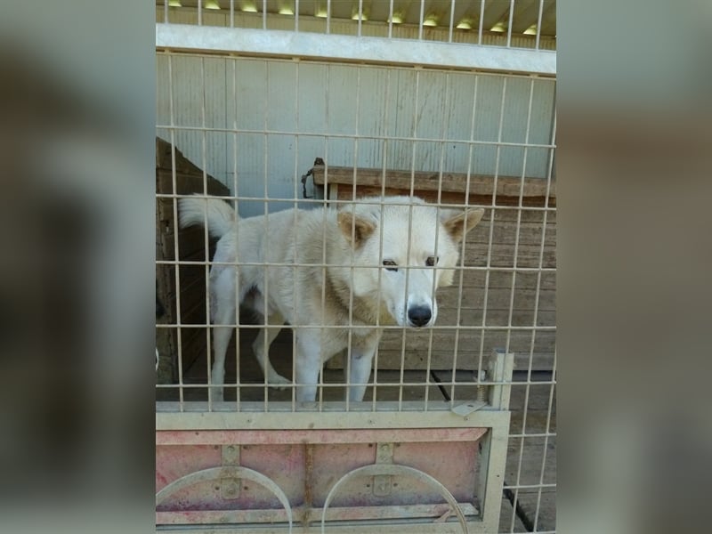 Wolf, Charakterschatz sucht aktive Familie