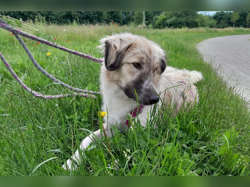 Liesa sucht ihr großes Glück