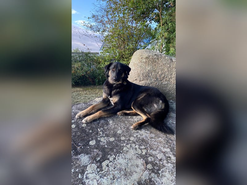 Lille - wunderschöne Hundedame