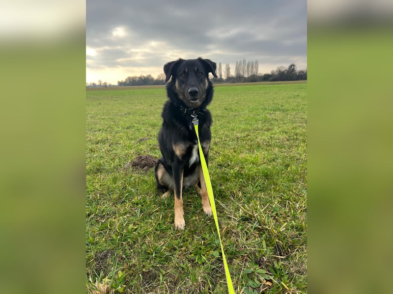 Lille - wunderschöne Hundedame